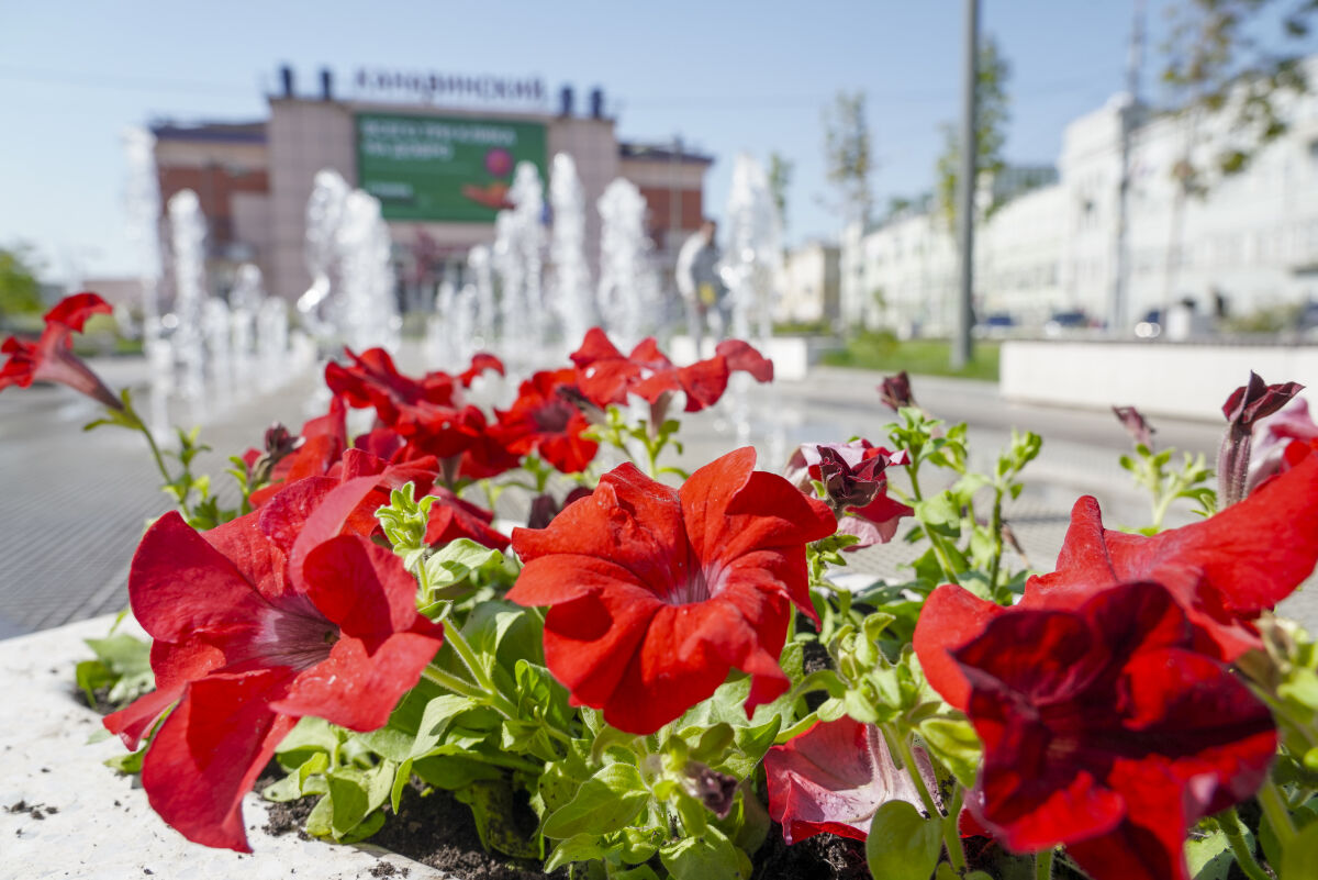 58 млн рублей потратят на обустройство цветников в Нижнем Новгороде в 2026 году - фото 2