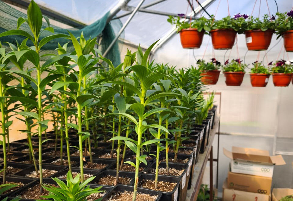 Как застройщикам сэкономить на озеленении ЖК без ущерба качеству - фото 4